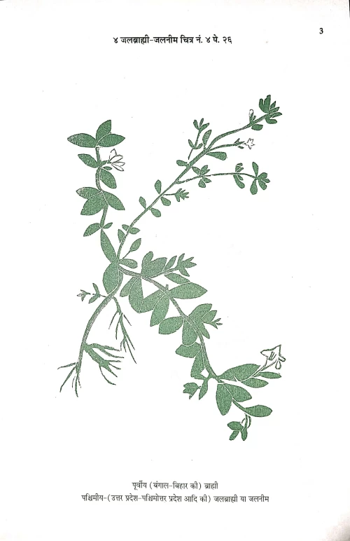 Abhinava Buti Darpana 2vols.